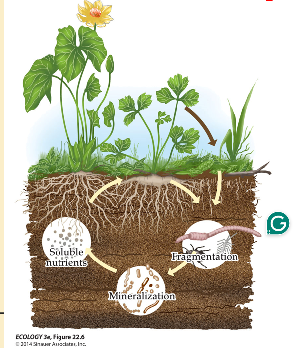 <p>Breakdown of dead organic matter</p><p>fragmentation> mineralization —> soluble nutrients</p>
