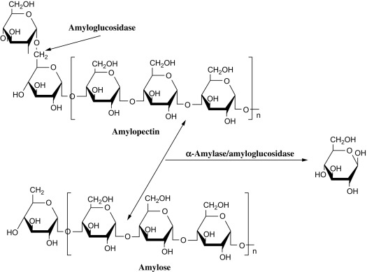 <ul><li><p>alpha amilas e= pancreatic enzyme usd for glucose digesiton</p></li><li><p>celves at the 1,4 linkages not 1,6 linkages</p></li></ul><p></p><p></p>