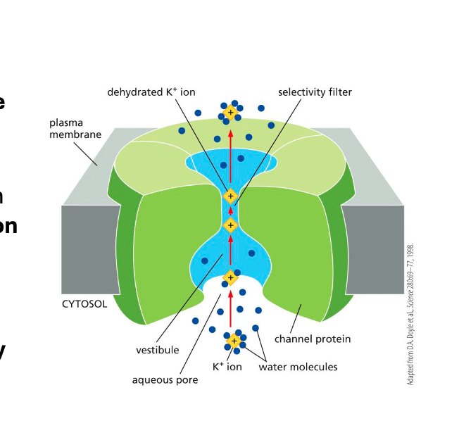 <p>Ion selectivity is achieved by the _______ and _____ of the ion channel and on the ______ of the <strong>charged amino acids </strong>that line it.</p>