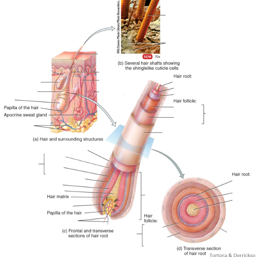 <p>Label the following diagram</p>