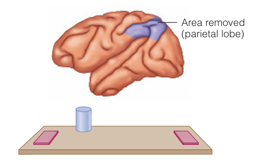 <p>Removing part of the <strong>parietal lobe</strong> made the ________ discrimination task difficult.</p>