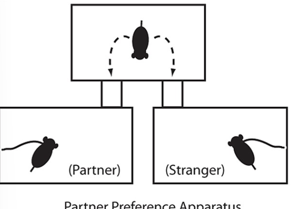 <ul><li><p>experimental model for romantic love</p></li><li><p>socially monogamous after mating</p></li><li><p>also show social monogamy</p></li><li><p>male spends more time with female partner and less with strangers (and vice versa)</p></li><li><p>display increased anxiety after being separated from their partner</p></li></ul><p></p>