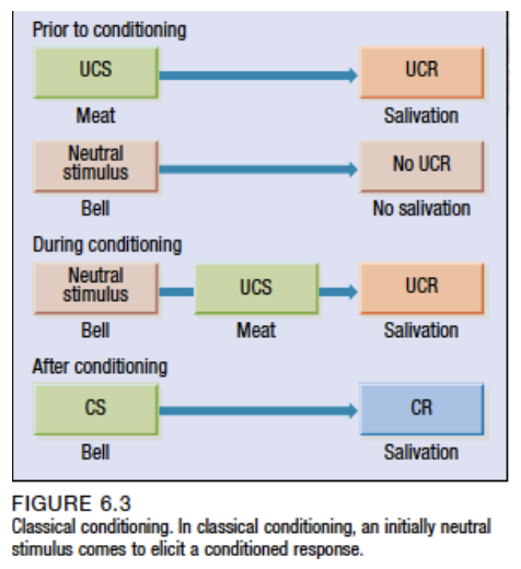 <p>Before:</p><p>NS - bell</p><p>UCS - food</p><p>UCR - salivation</p><p>During:</p><p>Bell is repeatedly presented immediately before the food which evokes  salivation (UCR). Then again after delay (eg. day, week etc)</p><p>After:</p><p>CS, the bell, evokes the CR, salivation, on its own in absence of UCS</p>