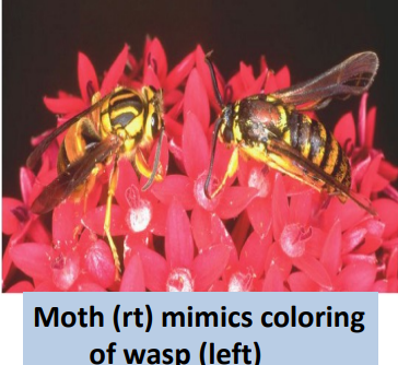 <p>Batesian mimicry </p>