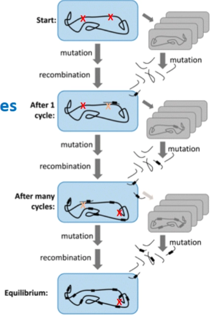 <p><span><strong><em>→ Neisseria meningitidis</em> gebruikt DNA uptake sequences:</strong></span> <span><em>Neisseria</em></span> is extreem kieskeurig. Hij neemt niet zomaar elk DNA op. Hij herkent een heel specifieke code van 10 letters (<span>GCCGTCTGAA</span>) op het losse DNA. Deze code zit vast aan de <span><em>household genes</em></span> van zijn eigen soortgenoten. Zo neemt hij alleen nuttig DNA van overleden 'familieleden' op om mutaties of defecten in zijn eigen genoom te repareren via recombinatie.</p><p></p>