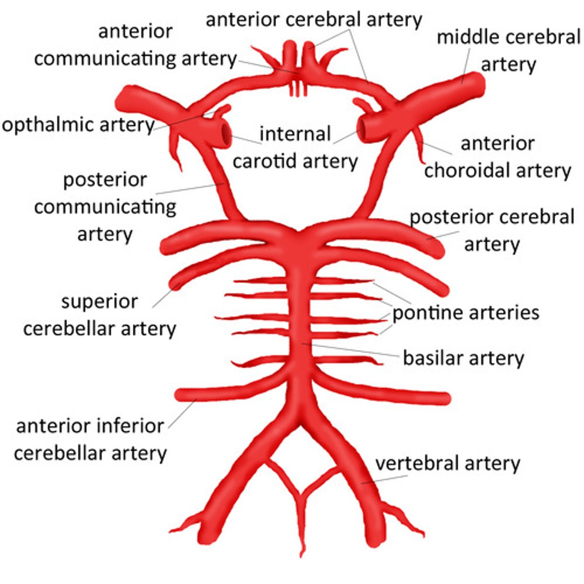 <p>The aorta is the main artery of the heart. The aorta branches into the carotid arteries and subclavian arteries. The subclavian arteries branch into right and left vertebral arteries. The two vertebral arteries enter the skull and join to form the basilar artery, which branches out to form cerebral arteries.</p><p>The carotid arteries go up the neck and branch into internal and external carotid arteries. Then you have the middle cerebral artery and anterior cerebral artery which supply blood to several areas of the brain.</p>