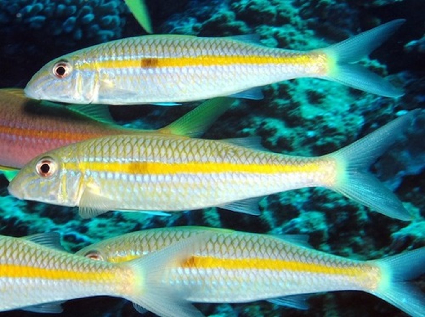 <p>Mulloidichthys flavolineatus</p>