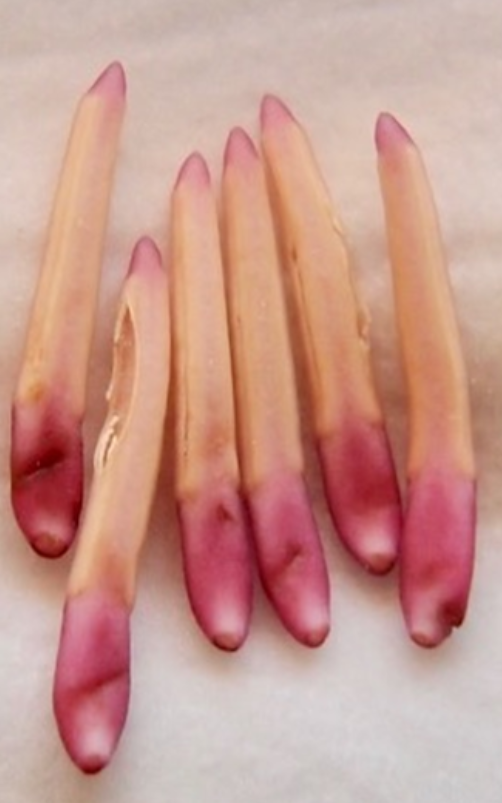 <p>What is this </p>