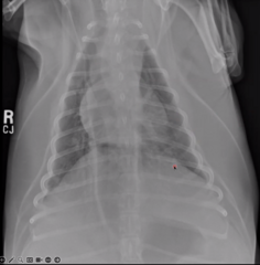 <p>Describe the esophagus in this image</p>