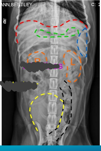 <p>What view radiograph is this, identify the normal anatomy</p>