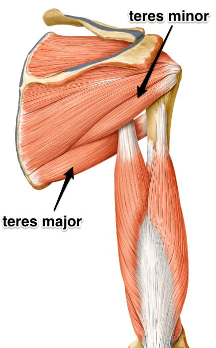 <p>Which muscles supports the latissimus dorsi muscle in adducting and rotating the arm?</p>