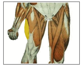 <p>What is the highlighted muscle? what is its action? </p>