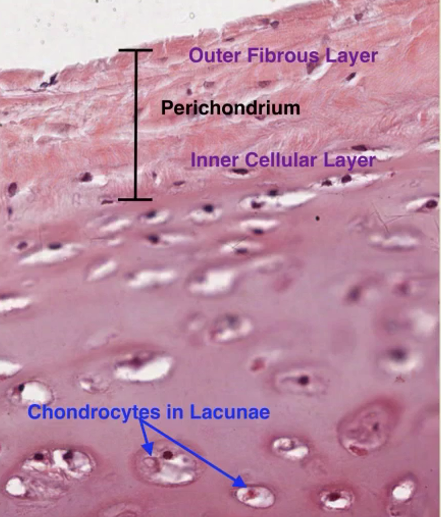 <p>hyaline cartilage</p>