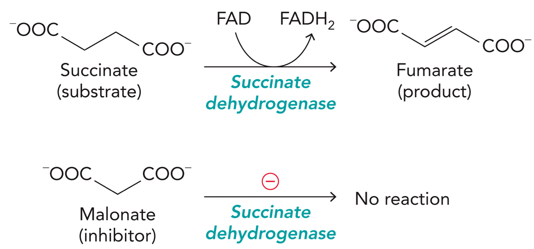 <p>A reversible inhibitor of succinate dehydrogenase</p><p>Normal reaction:</p><p>Substrate: succinate</p><p>Enzyme: succinate dehydrogenase</p><p>Cofactor: FAD becomes → FADH<sub>2</sub></p><p>Reaction: Succinate → fumarate</p><p>2 hydrogens are removed, forms a double bond</p><p>Malonate: looks similar to succinate</p><p>Malonate sits in the active site but cannot be converted to product, it blocks succinate from entering. Malonate has one methylene group instead of two, so the oxidation reaction can’t proceed and enzyme is inhibited.</p>