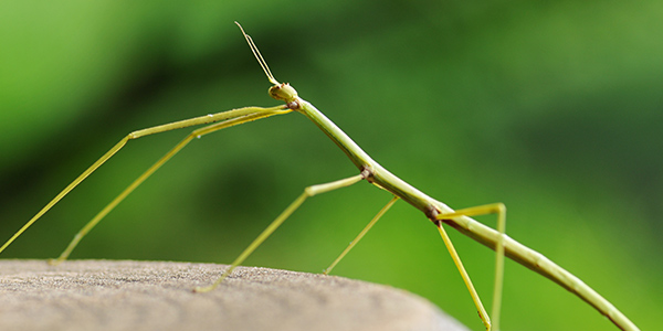 <p>Phasmatodea (stick bugs)</p>