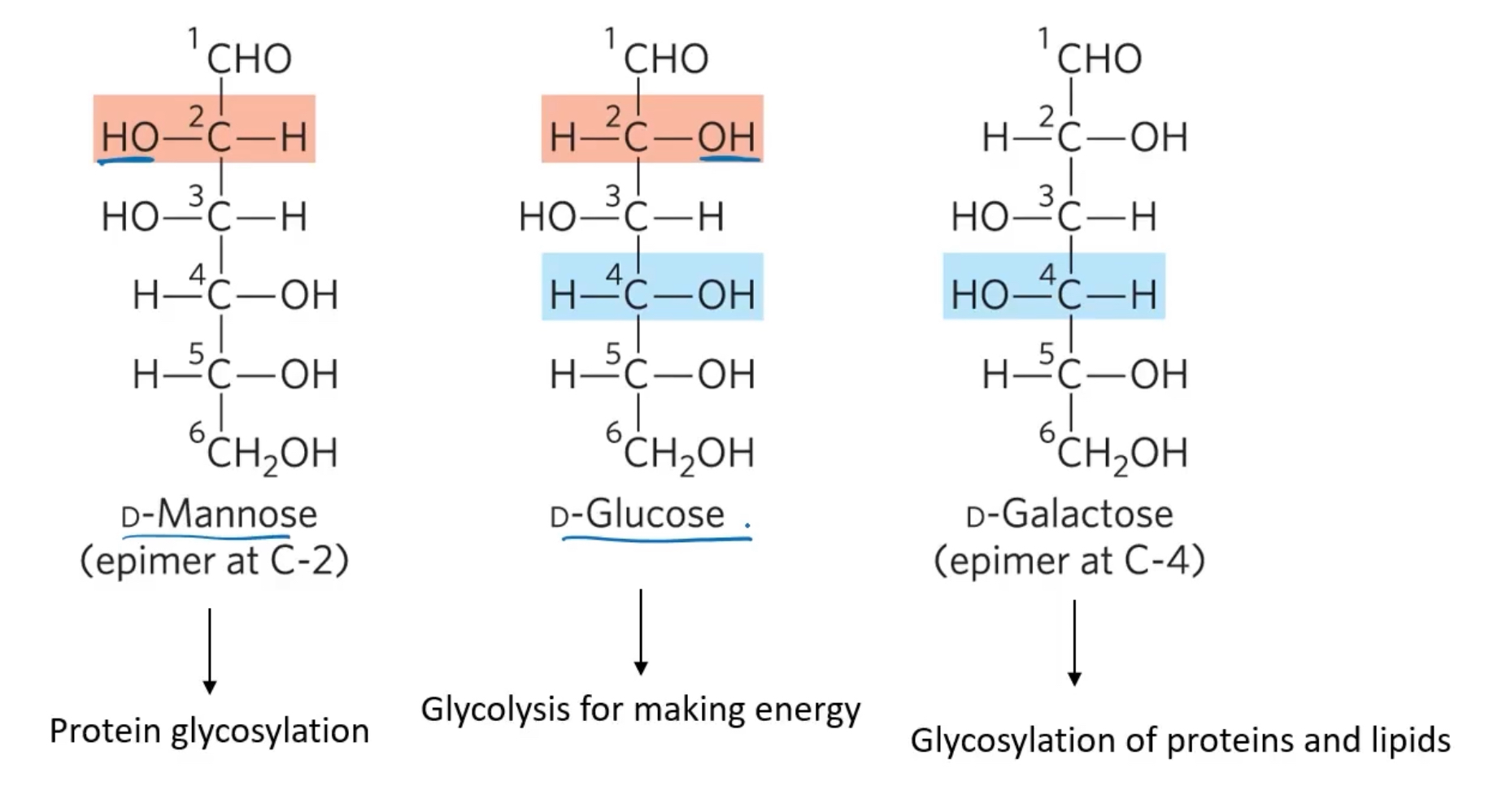 <p>sugars that differ only in the configuration around on carbon atom </p><p>Epimers are important in drug development. Doxorubcin and epirubicin are both used as cancer chemotheraputics and have similar effects, but their roxicity profiles are diferent. Doxorubicin has the carboxyl on the bottom, while Epirubicin has its hydroxul on the top of carbon 4. </p>