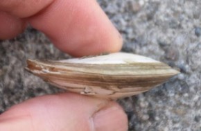 <p>bent because it burrows and sits horizontally, surface deposit feeder</p>