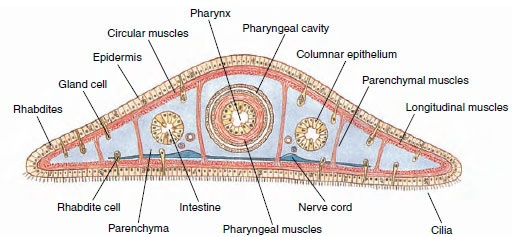 <p>Dorsal ventral flat; Gut is diverticulated/branched to reach all parts of the body; Filled with parenchyma cells; Mucular pharynx located centrally; Circular mucles and longitudinal muscles run along the body; mouth in in the middle</p>