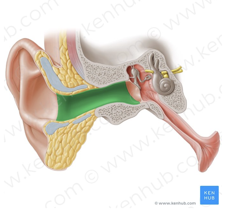 <p>External acoustic meatus</p>