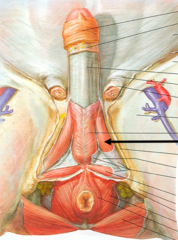 <p>covers crus of penis</p>