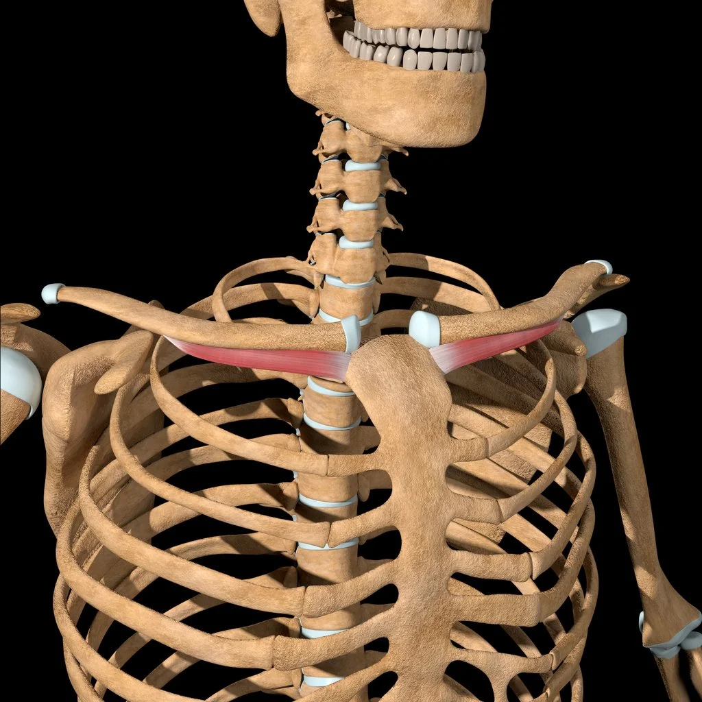 <p>first rib cartilage</p>