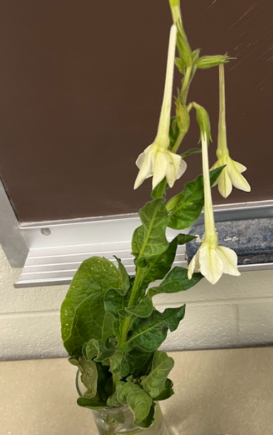 <ul><li><p>somewhat cold hardy</p></li><li><p>3ft tall with flowers</p></li></ul><p></p>