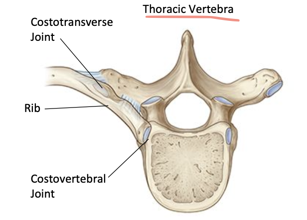 <ul><li><p>Costovertebral joint: head of rib (vertebral joint)</p></li><li><p>Costotransverse joint: rib (transverse process)</p></li></ul><p></p>