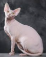 <p>welk type kat is dit</p>