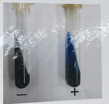 <ul><li><p>tests for aerobic use of citrate</p></li></ul><p><strong>Citrate————→ alkaline end products</strong></p><p><strong>Citrate</strong></p><ul><li><p><strong>medium:</strong> simmons citrate agar</p></li><li><p><strong>substrate:</strong> citrate</p></li><li><p><strong>Enzyme: </strong>N/A</p></li><li><p><strong>Other reagents:</strong> Brothymol Blue (pH indicator)</p></li></ul><p></p>