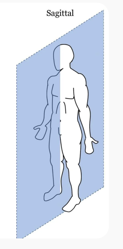 <p>Vertical line that divides the body into left and right section</p>