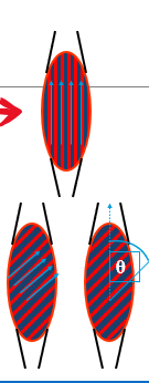 <ol><li><p>directed parallel to the longitudinal axis</p></li><li><p>directed at an angle (of pennation) to longitudinal axis</p></li></ol><p></p>