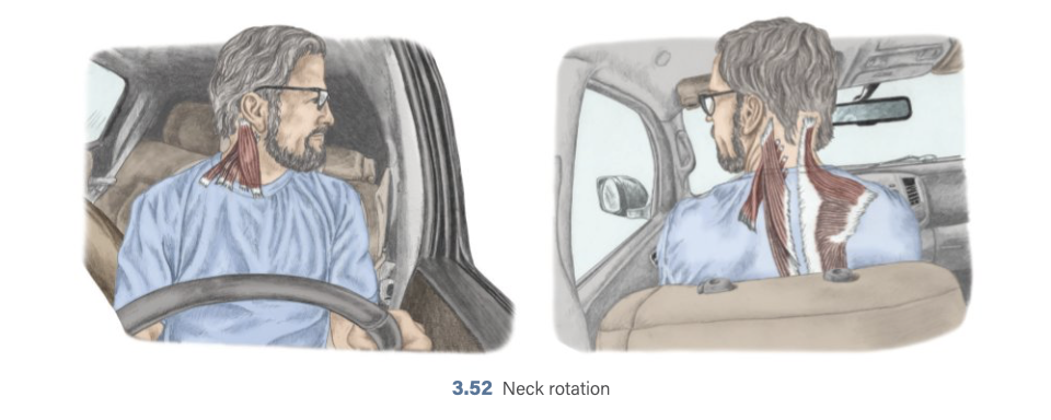 <p>Ipsilateral neck rotation</p>