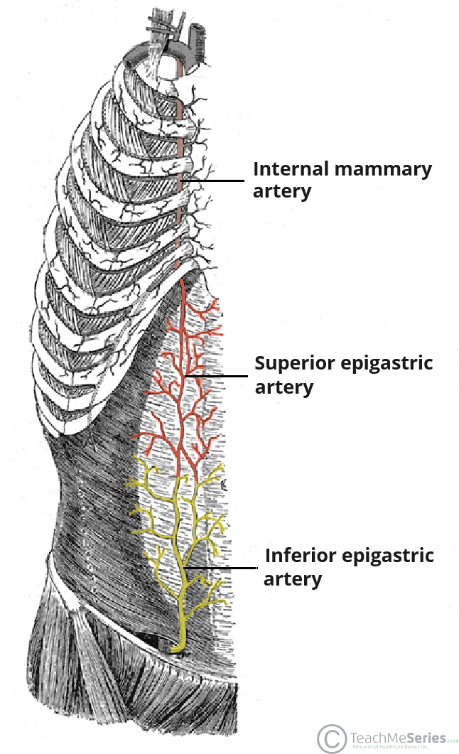 <ul><li><p>inferior epigastric artery</p><ul><li><p>branch of external iliac artery</p></li><li><p>supplies inferior half of anterior abdominal wall</p></li></ul></li></ul><p></p>