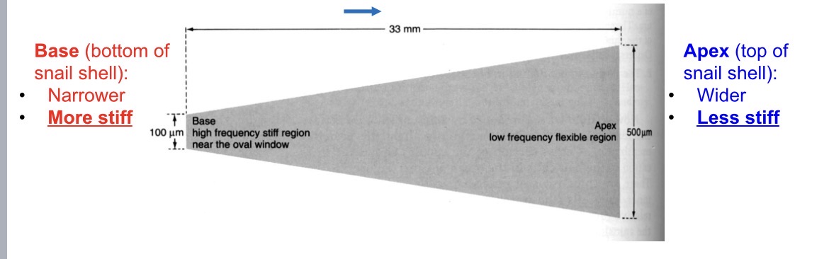 <p><span><span>•The basilar membrane varies in thickness and stiffness along the cochlear spiral</span></span></p><p class="s47"><span><span>•Different frequencies of sound will have maximum displacement (vibration) at different locations (based on resonance)</span></span></p>