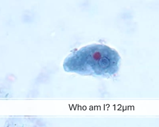 <p><span style="background-color: rgba(0, 0, 0, 0); line-height: 19.7625px;">What is the species seen in this photo and WHY?</span></p>