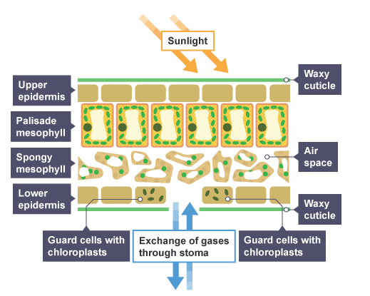 <ul><li><p>Epidermal tissues</p></li><li><p>Palisade mesophyll</p></li><li><p>Spongy mesophyll</p></li><li><p>Xylem and phloem</p></li><li><p>Meristem tissue — grows at tips of roots and shoots</p></li></ul><p></p>