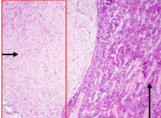 <p>Stores and Releases Antidiuretic hormone (ADH)  and Oxytocin (note: oxytocin is produced in the hypothalamus). </p>