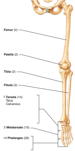 <p>femur, patella, tibia, fibula, foot (tarsals, calcaneus, talus, metatarsals, phalanges)</p>