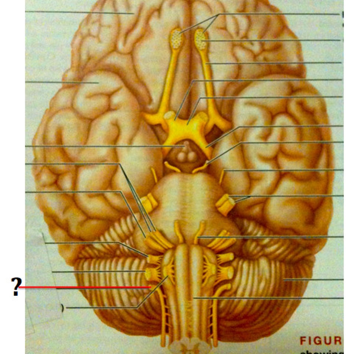 <p>muscles of head and neck</p>