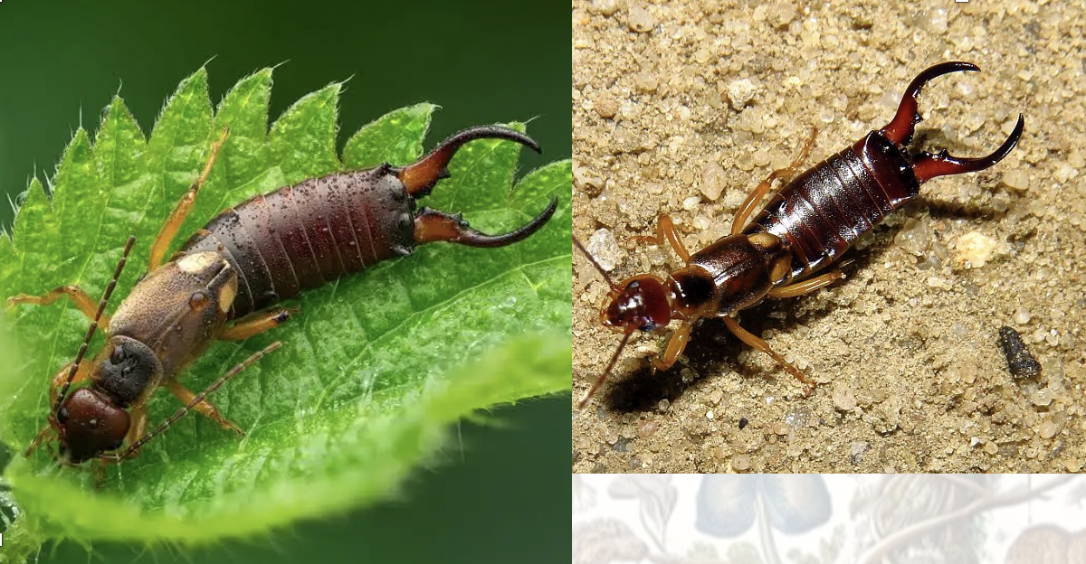 <p>Latin, magyar, védett?</p>