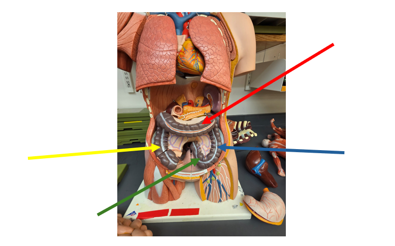 <p>Transverse Colon (Human)</p>