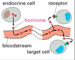 <p>- Signal is released into bloodstream and acts on a distant target cell</p><p>- Hormones</p>