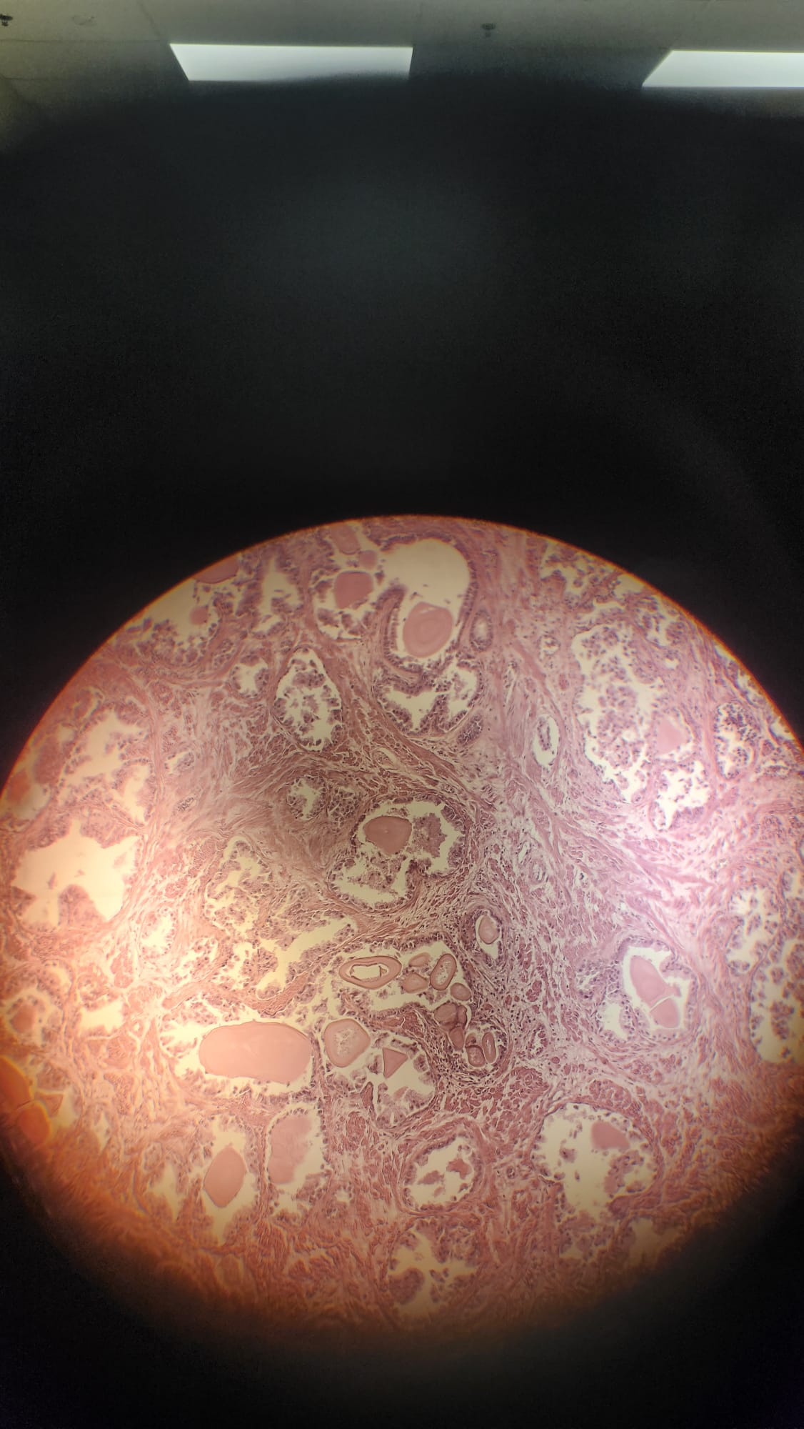 <p>Which organ is this?</p>