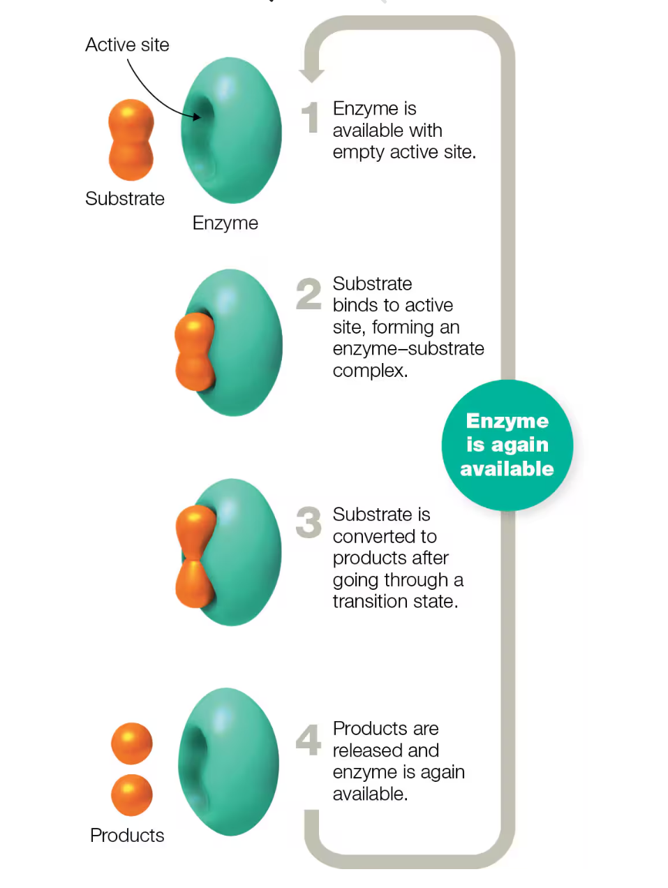<p>How do enzymes catalyze reactions</p>