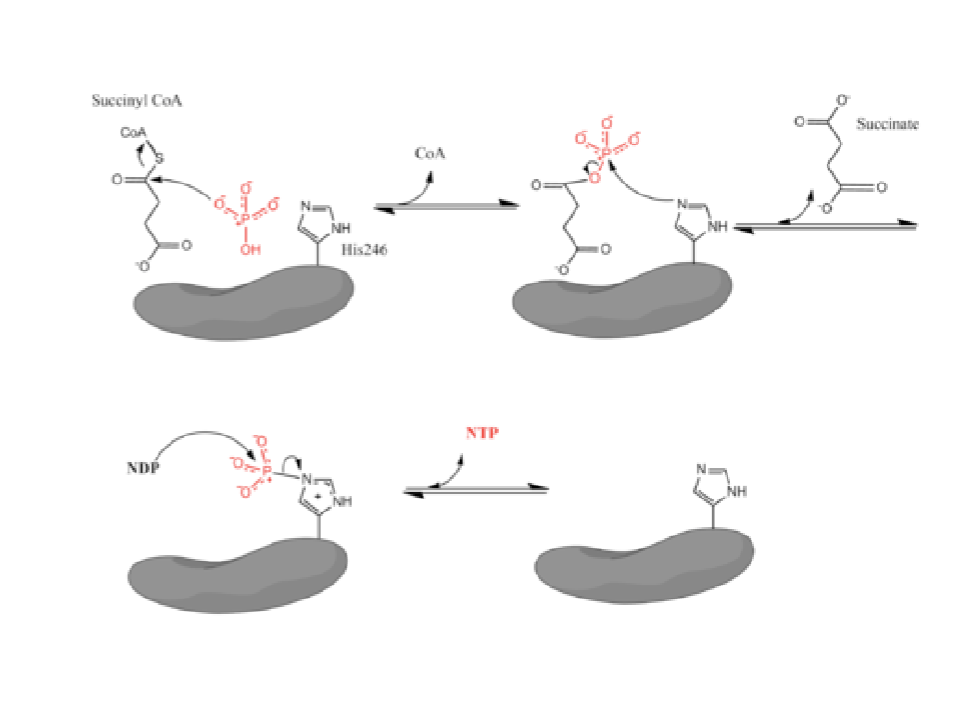 <p>Utilizes dipole moment of two α-helices to stabilize the charged His-Pi intermediate</p>