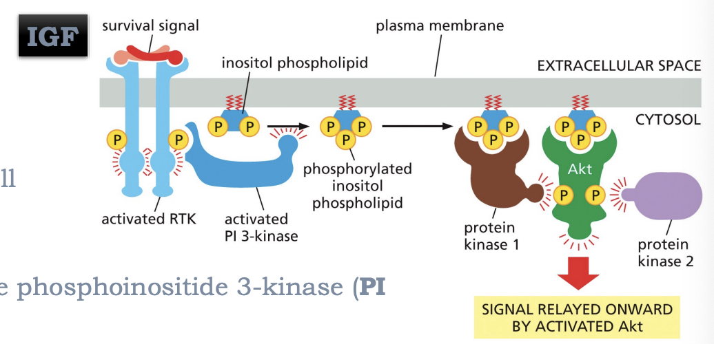 <p>IGF acts through RTKs, which in turn activates the phosphoinositide 3-kinase (Pi 3-kinase) which then phosphorylates membrane-associated inositol phospholipid, which recruits a protein kinase (Akt) that’s activated by protein kinase 1 and 2</p>