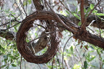 <p>A Wild Grape Vine (Alternate, simple, heart-shaped, serrated margin leaf, twisted tendrils, no rootlets present, clusters of purple to black berries) </p>