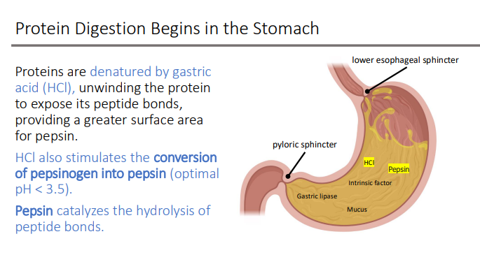 <p>peptide bonds</p>