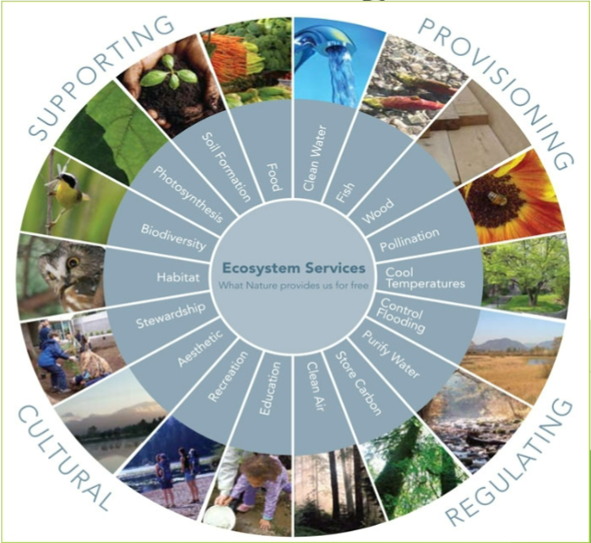 <p>The goods that humans receive from the ecosystem that contribute to their wellbeing </p>