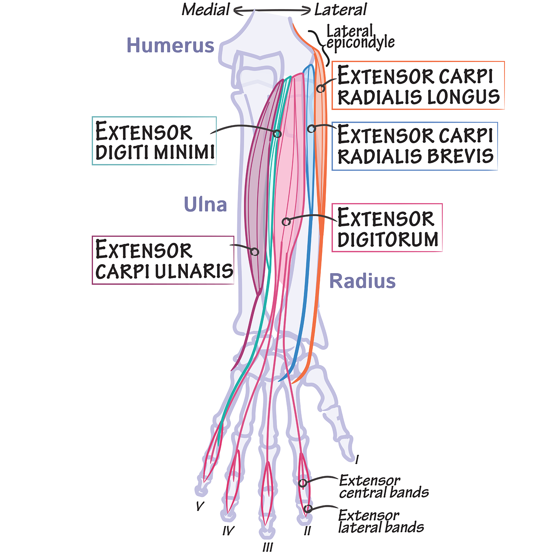 <p>innervated by radial nerve</p><p>extend the wrist and MCP joints; some supinate forearm</p><p></p><p>brachioradialis(most anterior and lateral)</p><ul><li><p>origin- lateral supracondylar ridge</p></li><li><p>insertion- distal radius</p></li><li><p>main actions- <strong>flexion of forearm</strong>, supination of forearm</p></li></ul><p>extensor carpi radialis longus (posterior to brachioradialis)(flat)</p><ul><li><p>origin- lateral supracondylar ridge</p></li><li><p>insertion- base of 2nd metacarpal</p></li><li><p>main actions- extension of hand, ABduction of hand</p></li></ul><p>extensor carpi radialis brevis (big boy brevis) (sits under longus, bigger)</p><ul><li><p>origin- lateral epicondyle of humerus</p></li><li><p>insertion- base of 3rd metacarpal</p></li><li><p>main actions- extension of hand, ABduction of hand</p></li></ul><p>extensor digitorum (communis —> sounds like communist, want to distribute the “wealth” so it is distributed to all digits EXCEPT thumb) (center of arm)</p><ul><li><p>origin- lateral epicondyle of humerus</p></li><li><p>insertion- extensor expansion of digits 2-5(specialized connective tissue structure by which the extensor tendons insert onto the phalanges)</p></li><li><p>main actions- extension of MCP joints, extension of wrist</p></li></ul><p>extensor digiti minimi(more medial, goes to pinky)</p><ul><li><p>origin- lateral epicondyle of humerus</p></li><li><p>insertion- extensor expansion of digit 5</p></li><li><p>main actions- extension of MCP joint, extension of IP(interphalangeal) joints of digit 5</p></li></ul><p>extensor carpi ulnaris(closer to pinky, ulna, medial)(next to minimi)</p><ul><li><p>origin- lateral epicondyle of humerus</p></li><li><p>insertion- 5th metacarpal</p></li><li><p>main actions- extension of hand, ADduction of hand</p></li></ul><p></p>